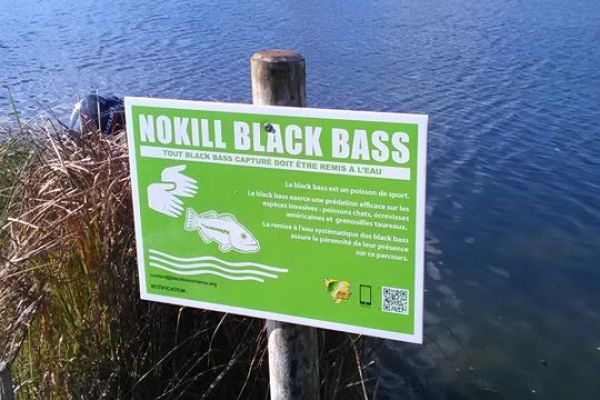 panneau no-kill black bass saintes